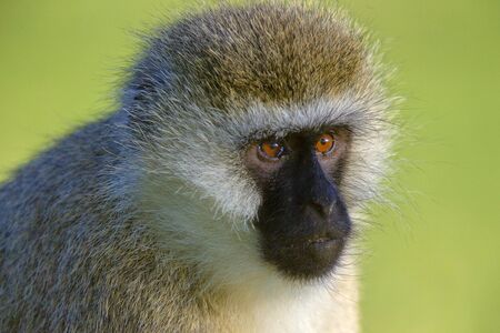 Vervet monkey, Chlorocebus pygerythrus at Lake Naivasha in Africaの写真素材