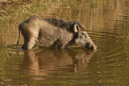 Indian boar, Sus scrofa cristatus at Bandhavgarh Madhya Pradesh, Indiaの写真素材