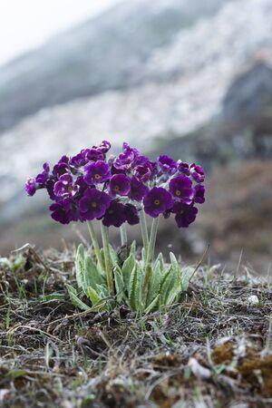 High altutide flowers at Zero Point in Sikkim, India