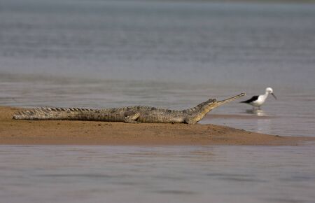 Gharial, Gavialis gangeticus basking on the banks of Chambal river in Rajasthan, India