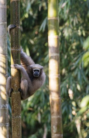 Female Hoolock Gibbon at Tinsukia in Assam, India