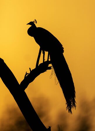 Peacock silhoutte at Bharatpur in Rajasthan, Indiaの写真素材