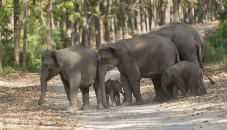 Elephant herd crossing the main road, Dhikala, Jim Corbett National Park, Nainital, Uttarakhand, Indiaの写真素材