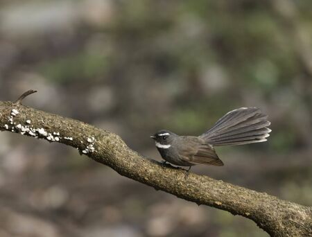 White browed fantail, White browed fantail at Sattal in Nainital district, Uttarakhand, Indiaの写真素材