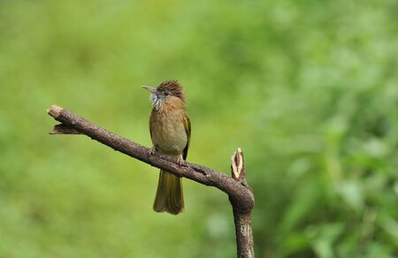 Mountain bulbul, Ixos mcclellandii at Sattal in Dandeli, Karnataka, India
