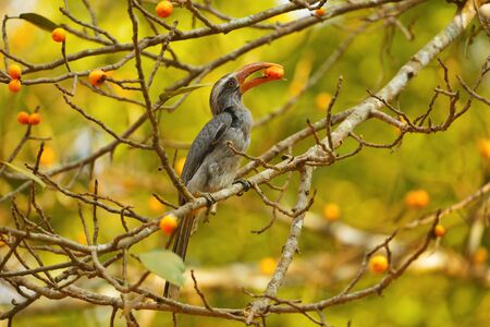 Grey hornbill, Ocyceros birostris at Dandeli in Karnataka, India