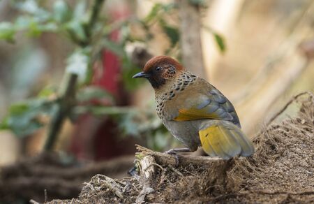 Rufous-chinned laughingthrush, Lanthocincla rufogularis at Sattal, Nainital district of Uttarakhand, Indiaの写真素材