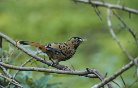 Rufous-chinned laughingthrush, Lanthocincla rufogularis at Sattal in Nainital district, Uttarakhand, Indiaの写真素材