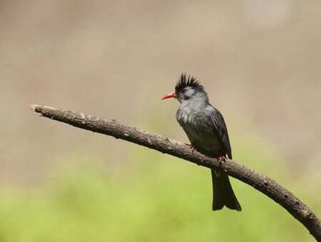 Black bulbul, Hypsipetes leucocephalus at Sattal, Dandeli in Karnataka, Indiaの写真素材