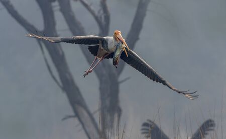 Painted stork, Mycteria leucocephala at Keoladeo National Park in Bharatpur, India.の写真素材