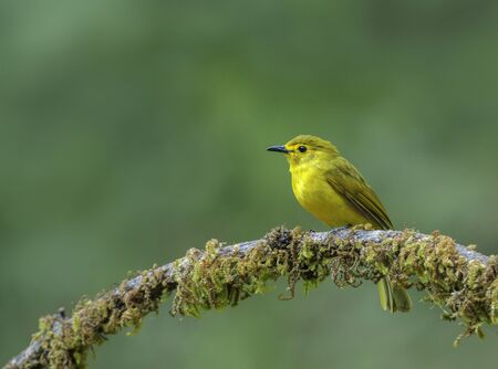 Yellow-browed bulbul, Acritillas indica at Dandeli in Karnataka, India.