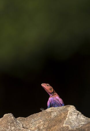 Male African agama at Masaimara in Africaの写真素材