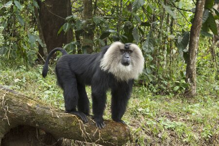 Lion tailed macaque, Macaca silenus, Cercopthecidae at Valparai in Tamilnadu, India