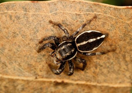 Jumping spider, Salticidae family at Coorg in Karnataka, India