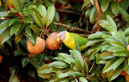 Plum headed parakeet, Psitaculla Cyanocephala, female at Nagarhole National Park in Karnataka, India
