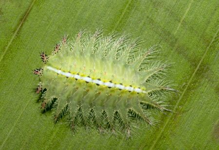 Limacodid moth caterpillar on a leaf at Mumbai, Maharashtra, India