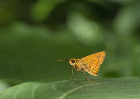 Tamil dart butterfly, Taractrocera ceramas at Mumbai, Maharashtra, India