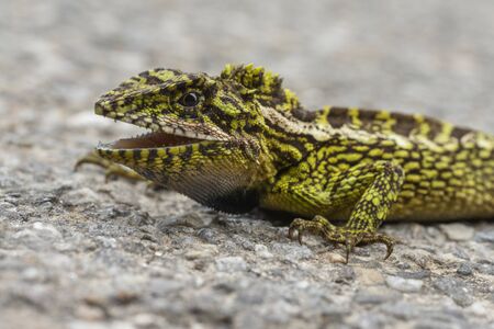 Japalura variegata lizard at Sikkim in Indiaの写真素材