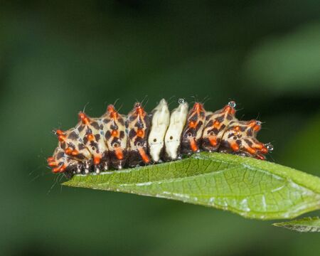 Larva of Cyclosia midama, Zygaenidae at Garo Hills in Meghalaya, Indiaの写真素材