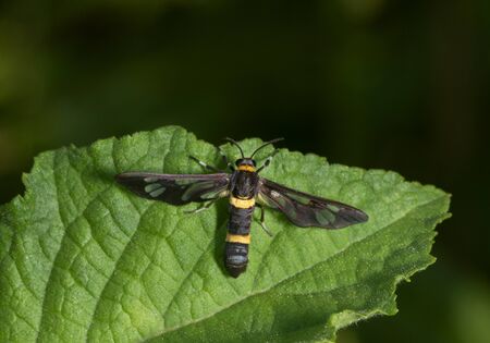 Amata Cysseus, the handmaiden moth at Garo Hills in Meghalaya, Indiaの写真素材