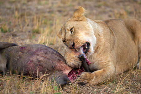 Lioness with Kill, Maasai Mara National Reserve, Kenya, Africaの写真素材