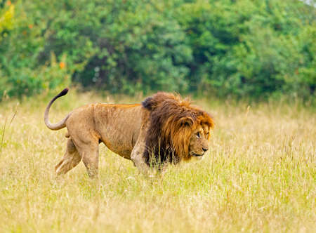 Lion stalking closeup, Maasai Mara National Reserve, Kenya, Africa