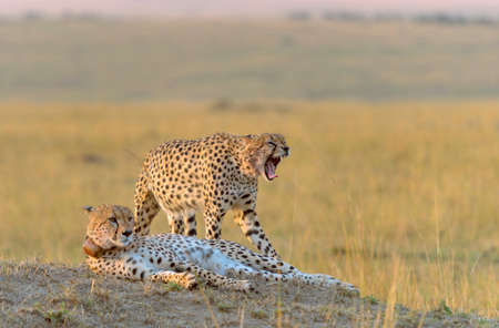 Two cheetahs, Acinonyx jubatus, Maasai Mara National Reserve, Kenya, Africaの写真素材