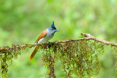 Asian Paradise Flycatcher, Terpsiphone paradisi, Female, Dandeli, Maharshtra, Indiaの写真素材