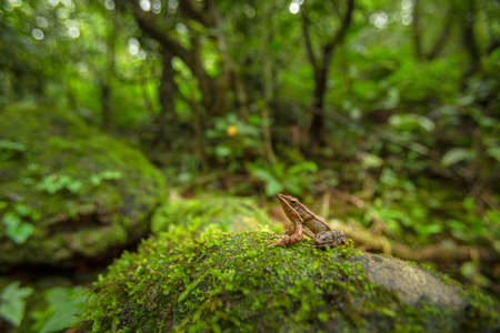 Hylarana caesari or Maharashtra golden-backed frog, Koyna, Maharashtra, india
