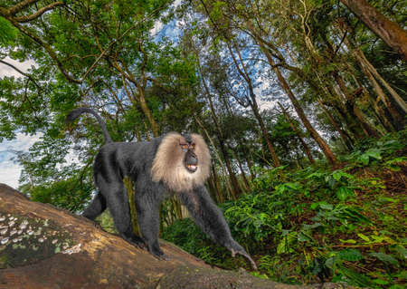 Lion Tail Macaque, Macaca silenus, Endangered withPopulation decreasing, Western Ghats, Indiaの写真素材