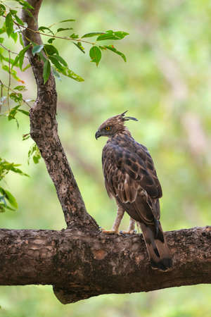 Changeable hawk Eagle or crested hawk-eagle, Nisaetus cirrhatus,Tadoba, Maharashtra, india,の写真素材