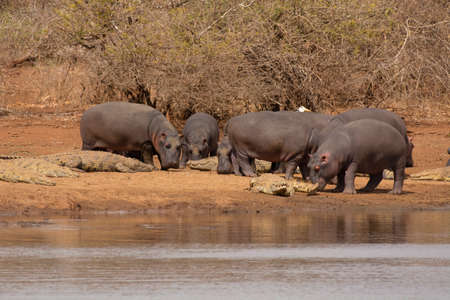 Hippopotamus Hippopotamus amphibius, Kruger National Park, South Africaの写真素材
