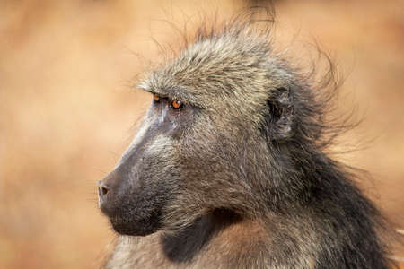 Baboon,, Papio ursinus Kruger National Park, South Africa