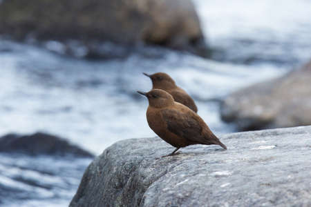 Two Brown Dippers on rock, Cinclus pallasii, Chafi, Uttarakhand, Indiaの写真素材