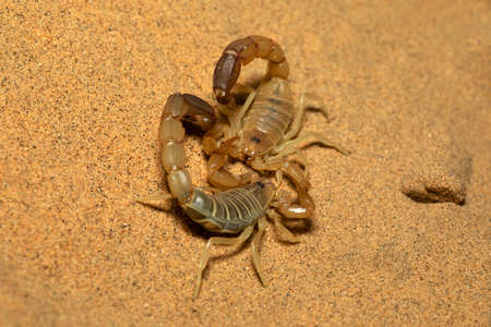 Scorpions fighting, Androctonus sp., Rajasthan, Indiaの写真素材