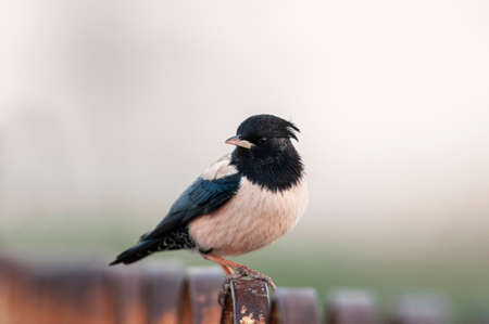 Rosy Starling, Pastor roseus at Jamnagar, Gujarat, Indiaの写真素材
