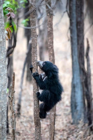 Cub of sloth bear climbing tree, Satpura TigerReserve, Madhya Pradesh, Indiaの写真素材