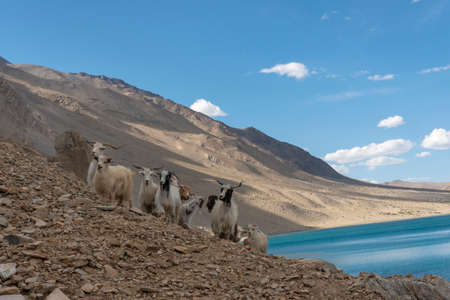 Pashmina Sheep at Stokar Lake, Ladakh, India. Raised for meat or cashmere wool known as pashmina once wovenの写真素材
