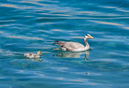 Bar Headed Geese with Chick at Tsokar Lake, Anser indicus Ladakh, Indiaの写真素材