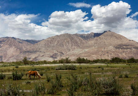 Sand Dunes of Nubra Valley, Ladakh, Indiaの写真素材
