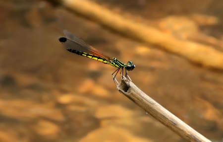 Scarlet Skimmer Dragonfly, Crocothemis servilia, Bokaro, West Bengal, India