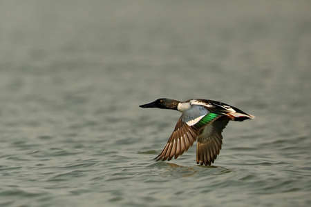 Northern Shoveler, Spatula clypeata, Bhigwan Wetlands, Maharashtra, India