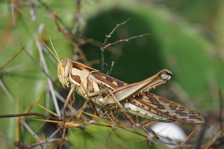 Migratory Grasshopper, Locusta migratoria, Satara, Maharashtra, Indiaの写真素材