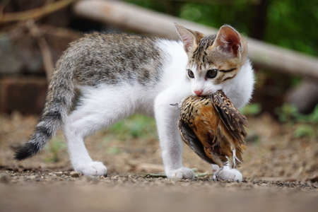 Domestic cat, Felis catus hunting on Rain Quail, Coturnix coromandelica, Satara, Maharashtra, Indiaの写真素材