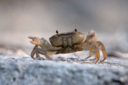 Indian ground crab, Cardisoma carnifex, Satara, Maharashtra, Indiaの写真素材
