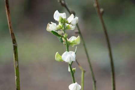 Closeup of flower of Phaseolus radiatus, Satara, Maharashtra, Indiaの写真素材