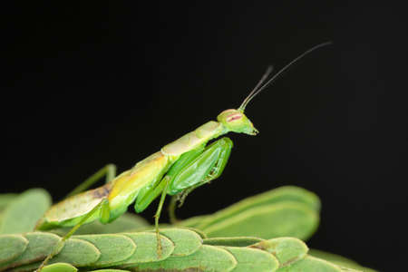 Green mantis , Odontomantis planiceps, Satara, Maharashtra, India