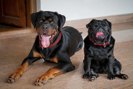 Rottweiler a popular family guardian dog and pug with  distinct features of a wrinkly short-muzzled face and curled tailの写真素材