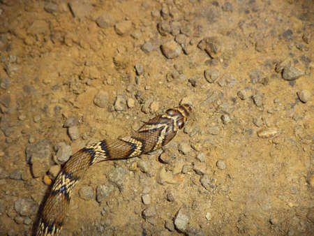 Head of Gunther racer, Coluber gracilis, Satara, Maharashtra, India. Rarely seen snake found in dry...