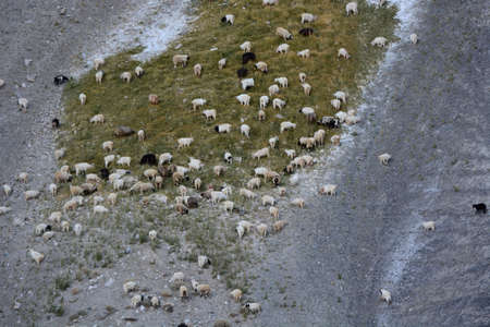 Grazing Sheep at Ladakh, Jammu Kashmir, India